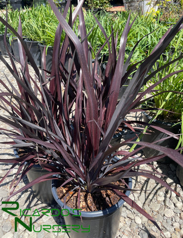 Phormium 'Black Adder'  (New Zealand Flax)