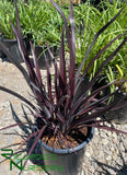 Phormium 'Black Adder'  (New Zealand Flax)