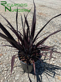 Phormium 'Black Adder'  (New Zealand Flax)