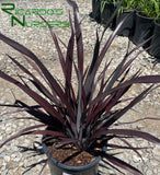 Phormium 'Black Adder'  (New Zealand Flax)