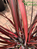 Phormium 'Evening Glow'  (New Zealand Flax)