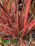 Phormium 'Evening Glow'  (New Zealand Flax)