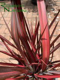 Phormium 'Evening Glow'  (New Zealand Flax)