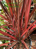 Phormium 'Evening Glow'  (New Zealand Flax)