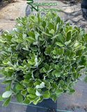 Pittosporum crassifolium 'Compactum'  (Dwarf Karo)