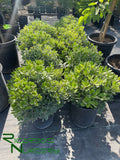 Pittosporum crassifolium 'Compactum'  (Dwarf Karo)