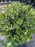 Pittosporum crassifolium 'Compactum'  (Dwarf Karo)