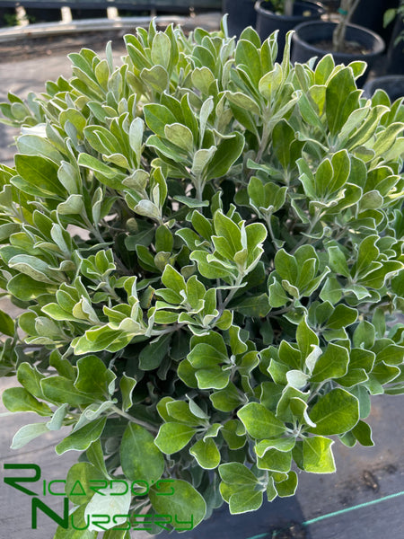 Compact Karo Pittosporum Crassifolium Nana Pittosporum Tobira 'Nanum'