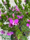 Polygala myrtifolia 'Grandiflora'  (Sweet Pea Shrub)