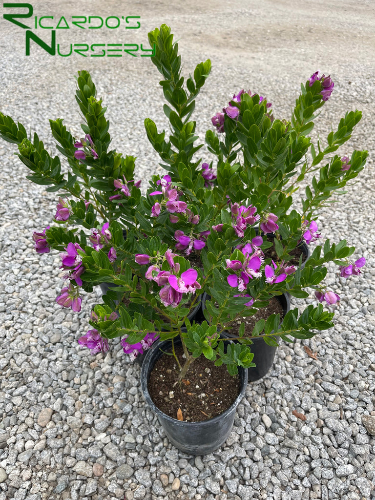 Polygala Myrtifolia Grandiflora Sweet Pea Shrub Ricardo s Nursery polygala-myrtifolia-grandiflora-sweet-pea-shrub-ricardo-s-nursery