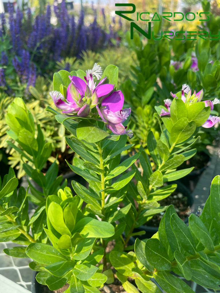 Polygala Myrtifolia Grandiflora Sweet Pea Shrub Ricardo s Nursery polygala-myrtifolia-grandiflora-sweet-pea-shrub-ricardo-s-nursery