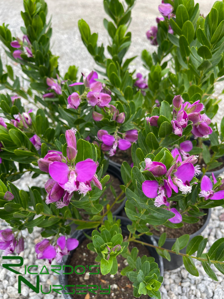 Polygala Myrtifolia Grandiflora Sweet Pea Shrub Ricardo s Nursery polygala-myrtifolia-grandiflora-sweet-pea-shrub-ricardo-s-nursery