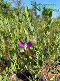 Polygala dalmaisiana (Sweet Pea Shrub)