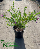 Polygala dalmaisiana (Sweet Pea Shrub)