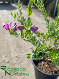 Polygala dalmaisiana (Sweet Pea Shrub)