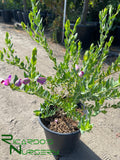 Polygala dalmaisiana (Sweet Pea Shrub)