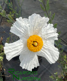 Romneya coulteri (Matilija Poppy)