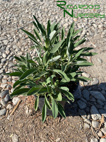 Salvia 'Dara's Choice'  (Dara's Choice Creeping Sage)