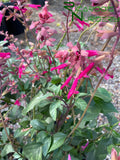 Salvia 'Wendy's Wish'