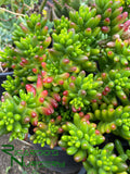 Sedum rubrotinctum (Pork and Beans)