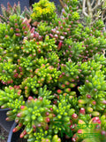 Sedum rubrotinctum (Pork and Beans)