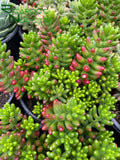 Sedum rubrotinctum (Pork and Beans)