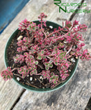 Sedum spurium 'Tricolor' (Tricolor Stonecrop)