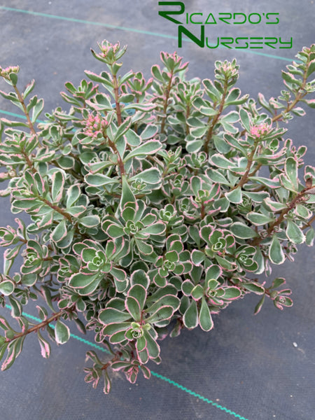 tri color succulent Sedum spurium 'Tricolor' (Tricolor Stonecrop) – Ricardo's Nursery