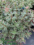 Sedum spurium 'Tricolor' (Tricolor Stonecrop)