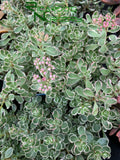 Sedum spurium 'Tricolor' (Tricolor Stonecrop)