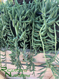 Senecio radicans "String of Fishhooks"