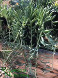 Senecio radicans "String of Fishhooks"