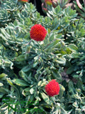 Senecio fulgens (Coral Senecio)