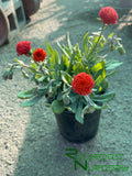 Senecio fulgens (Coral Senecio)