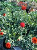 Senecio fulgens (Coral Senecio)