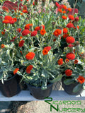 Senecio fulgens (Coral Senecio)