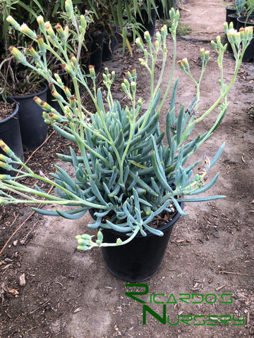 blue chalk sticks succulent flower Senecio mandraliscae (Blue Chalksticks)