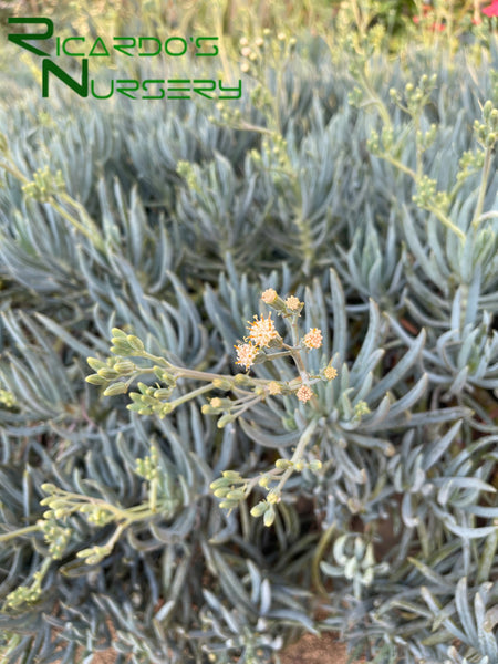 Seneciomandraliscae_600x600.