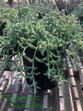 Senecio peregrinus (String of Dolphins)