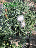 Senecio peregrinus (String of Dolphins)