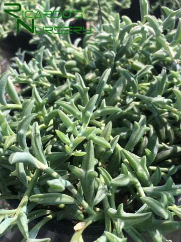 Senecio peregrinus (String of Dolphins)