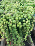 Senecio rowleyanus (String of Pearls)