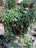 Senecio rowleyanus (String of Pearls)