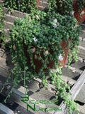 Senecio rowleyanus (String of Pearls)