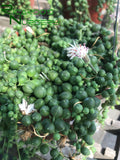 Senecio rowleyanus (String of Pearls)