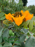 Spathodea campanulata 'Lutea'   (Yellow African Tulip Tree) - Grafted