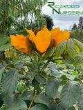 Spathodea campanulata 'Lutea'   (Yellow African Tulip Tree) - Grafted