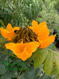 Spathodea campanulata 'Lutea'   (Yellow African Tulip Tree) - Grafted