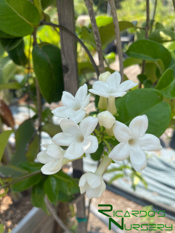madagascar jasmine hanging plant Stephanotis floribunda (Madagascar Jasmine) – Ricardo's Nursery