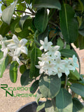 Stephanotis floribunda (Madagascar Jasmine)